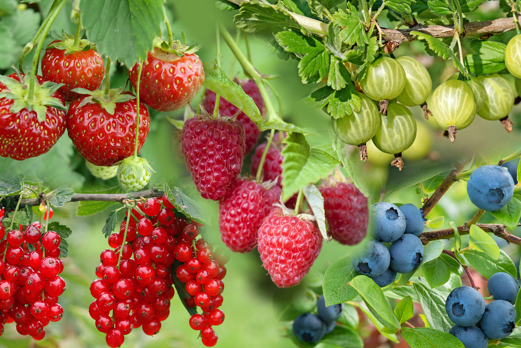 Beeren richtig pflanzen und pflegen mit JUMBO