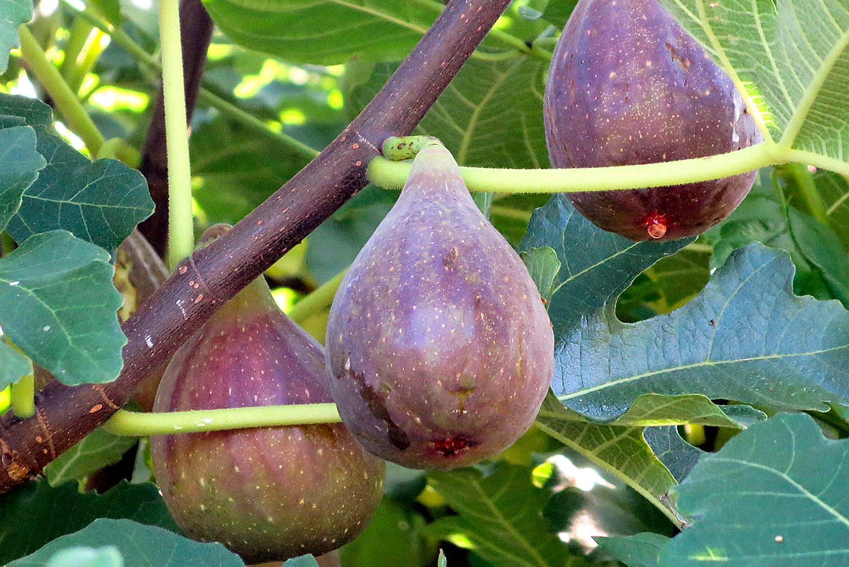 Feigen auf Terrasse und Balkon – mit JUMBO
