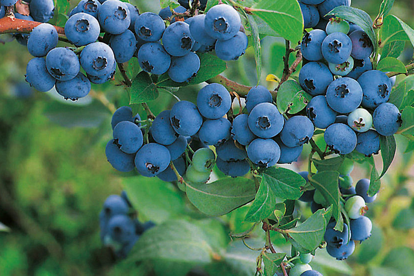 Heidelbeeren für Garten und Balkon mit JUMBO
