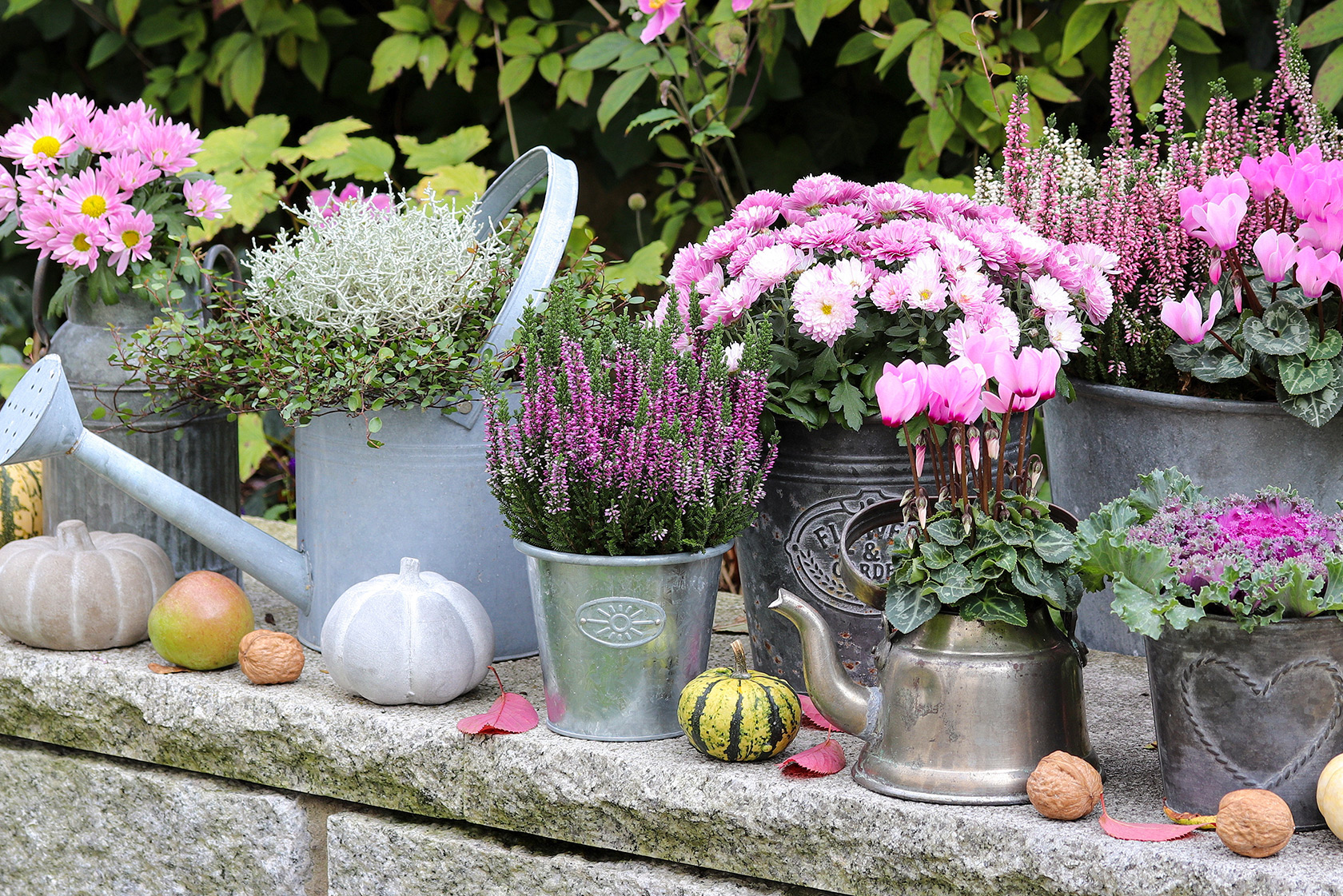 exotische pflanzen zimmerpflanzen DIY Zimmerpflanzen-Set "Exotische Fnger" kaufen  Mein schner Garten Shop