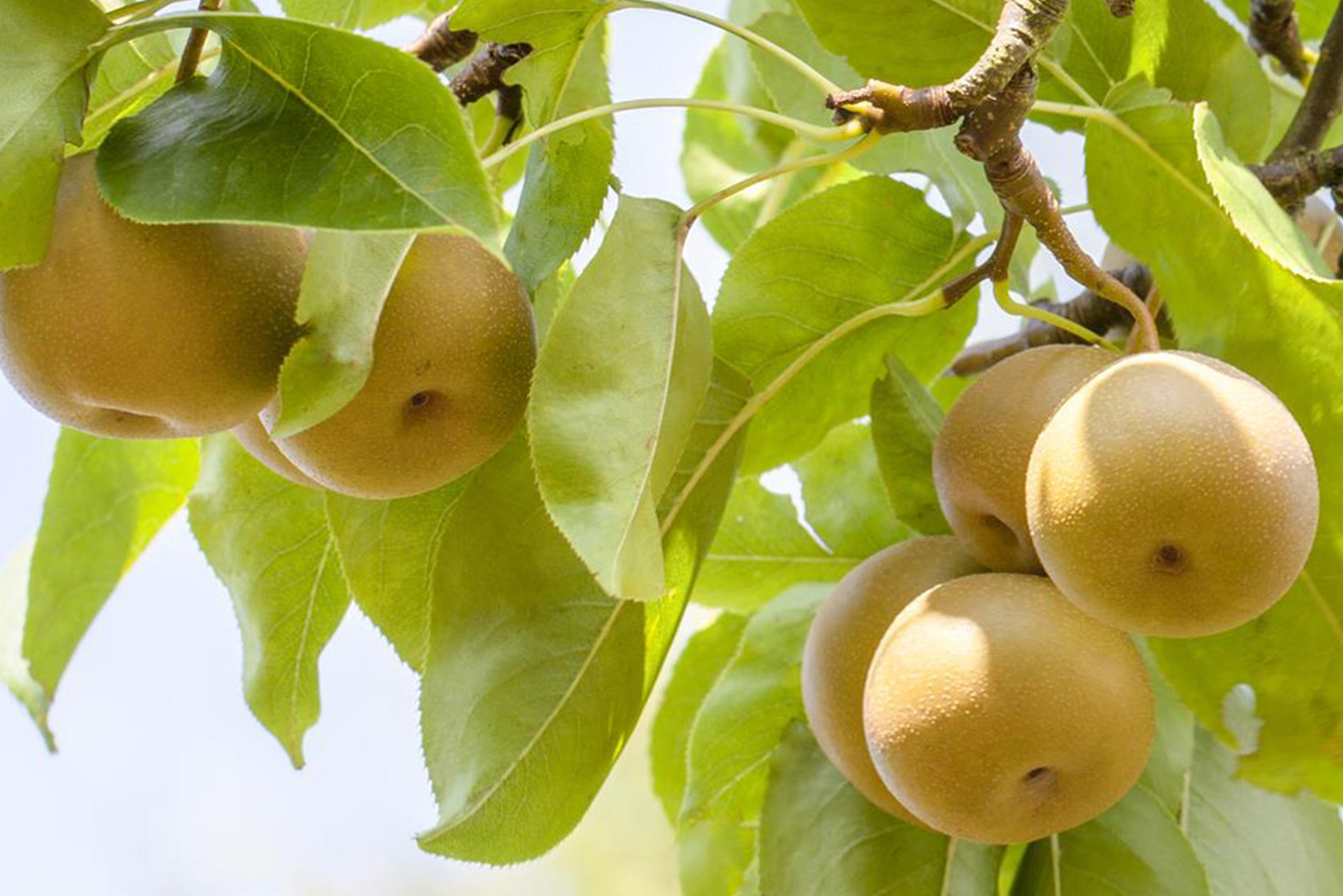 Nashi-Birnen aus dem eigenen Garten – bei JUMBO