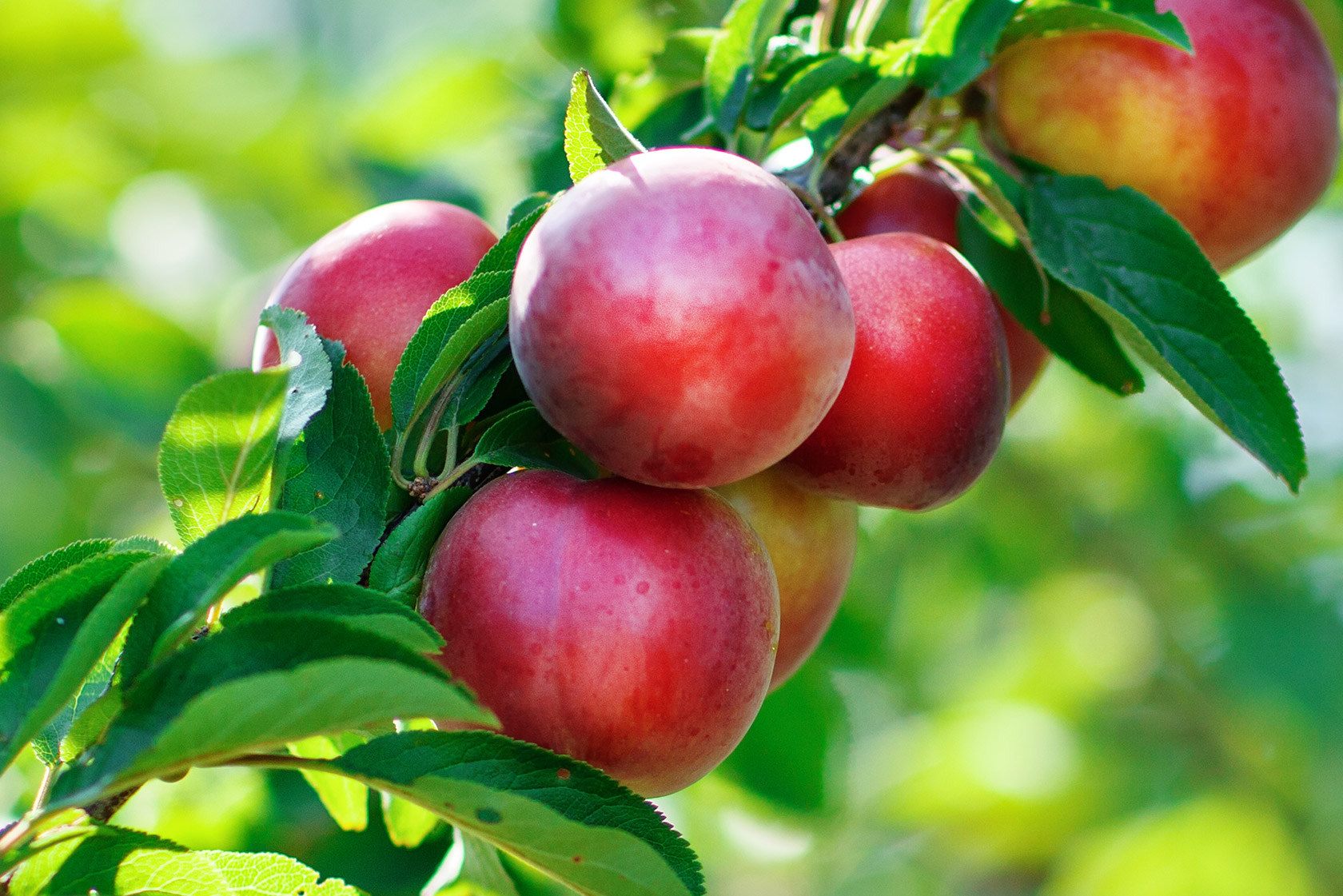 Nektarinen aus dem eigenen Garten mit JUMBO