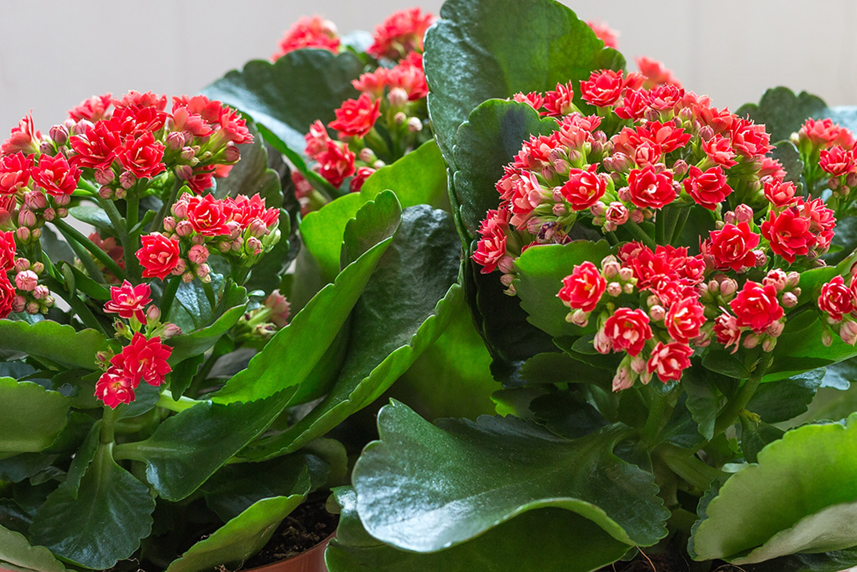 zimmerpflanze kolbenfaden Kaufen Sie jetzt Zimmerpflanze Kolbenfaden Aglaonema 'Silver Bay',  grau-grün