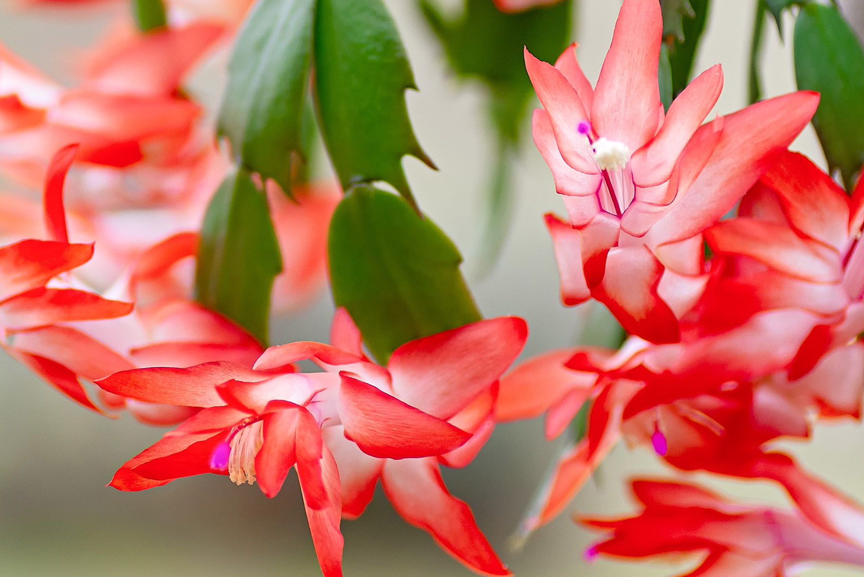 Schlumbergera richtig pflegen mit JUMBO
