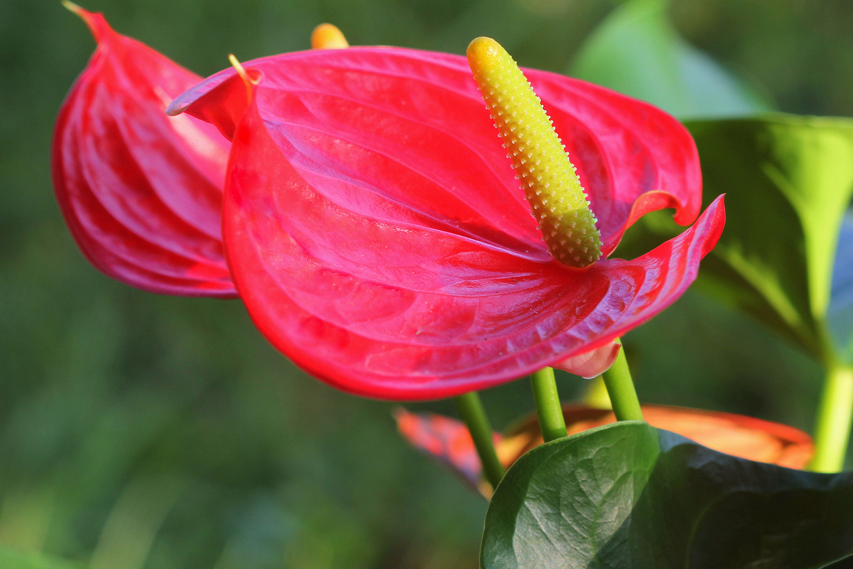 Flamingoblume richtig pflegen mit JUMBO