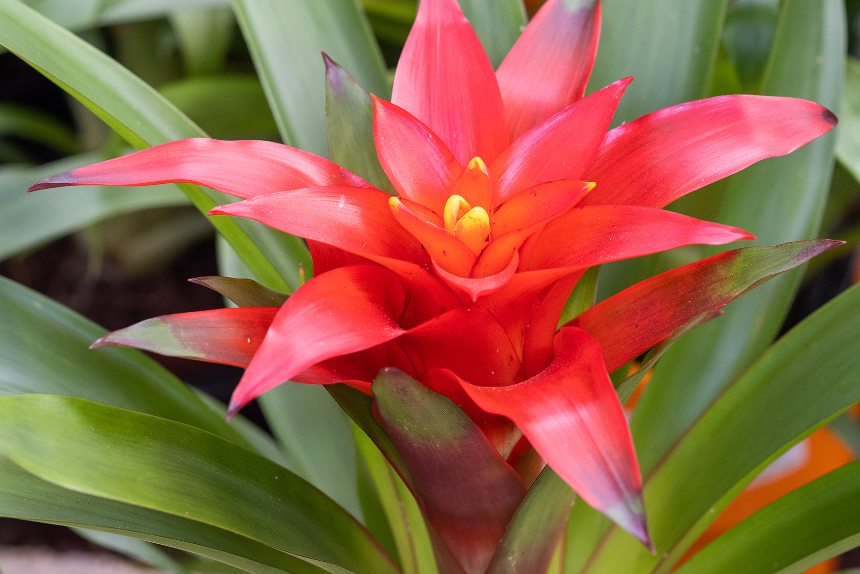 Guzmania Richtig Pflegen Mit JUMBO guzmania-richtig-pflegen-mit-jumbo