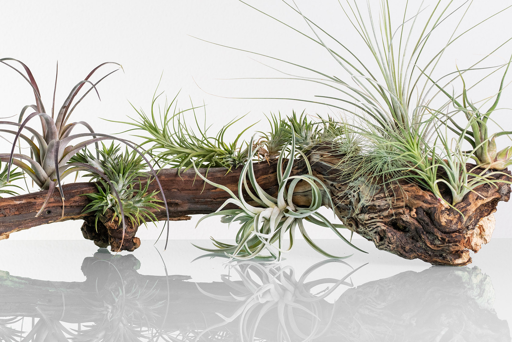 Tillandsia richtig pflegen mit JUMBO