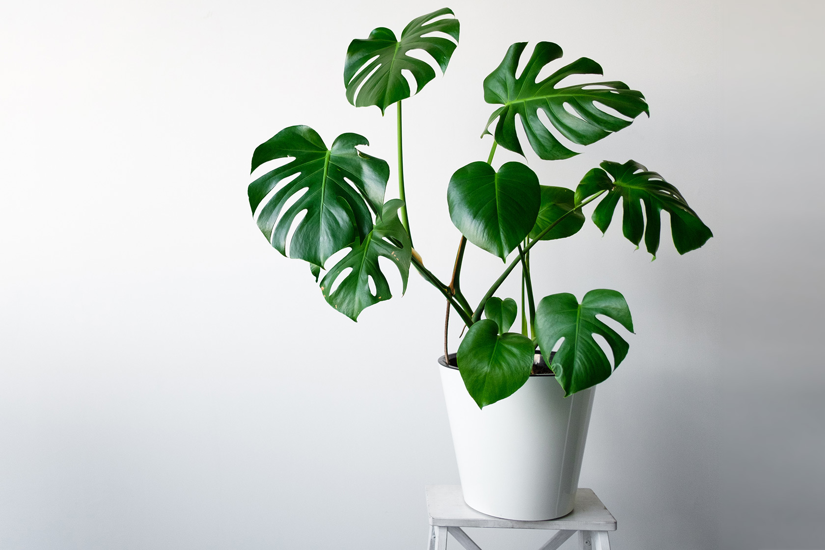 monstera leaf monkey Monstera Monkey Leaf kaufen main image 0