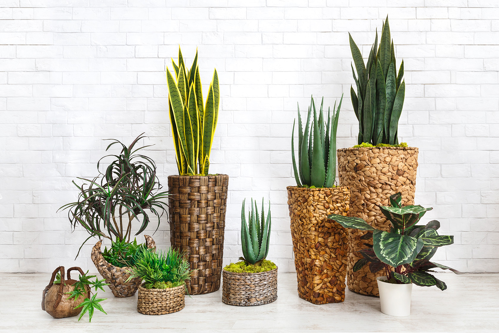 Grünpflanzen für Heim und Büro – bei JUMBO