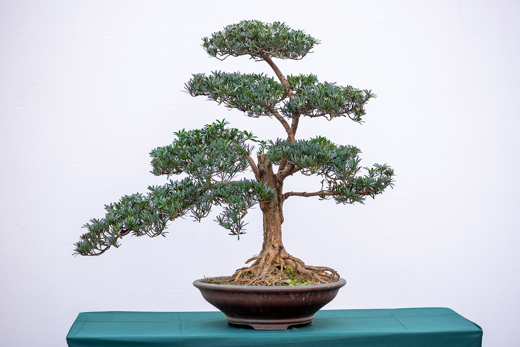 dry bonsai Premium Bonsai Soil All Purpose Blend