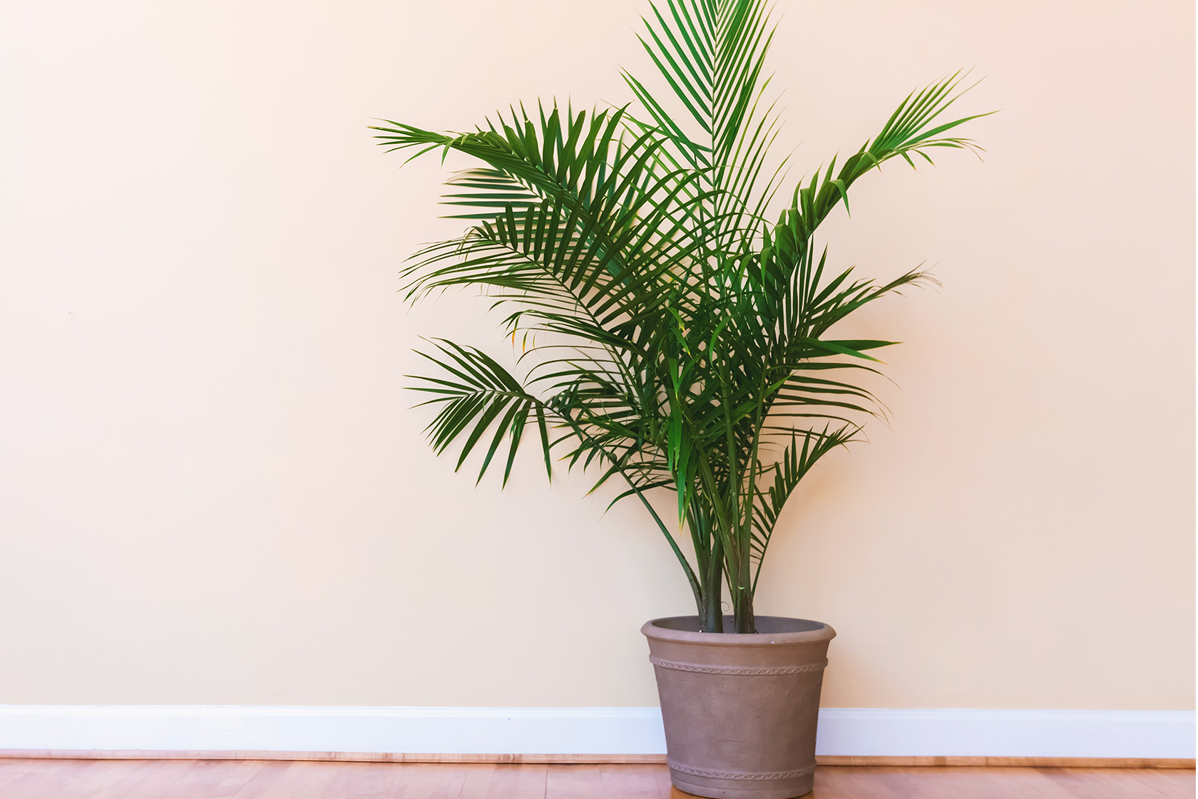 monstera senker Rare Monstera Starter Pack – Zero's Plants main image 0