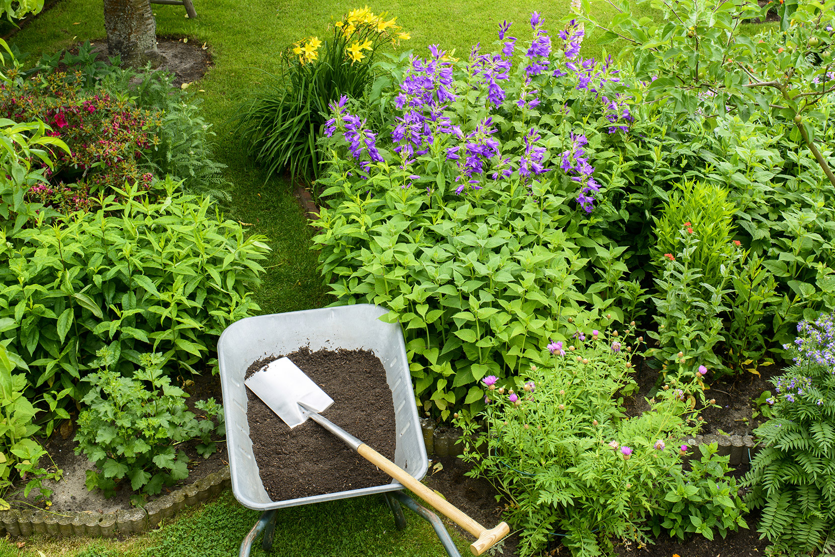 natrlicher dnger fr blaubeeren Heidelbeer Dnger - Mineralischer NPK Flssigdnger mit Stickstoff