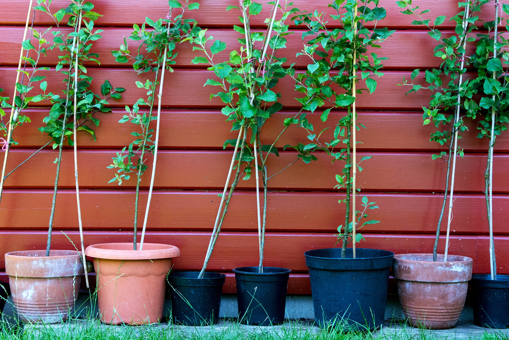 Sulenobst aus dem eigenen Garten  mit JUMBO