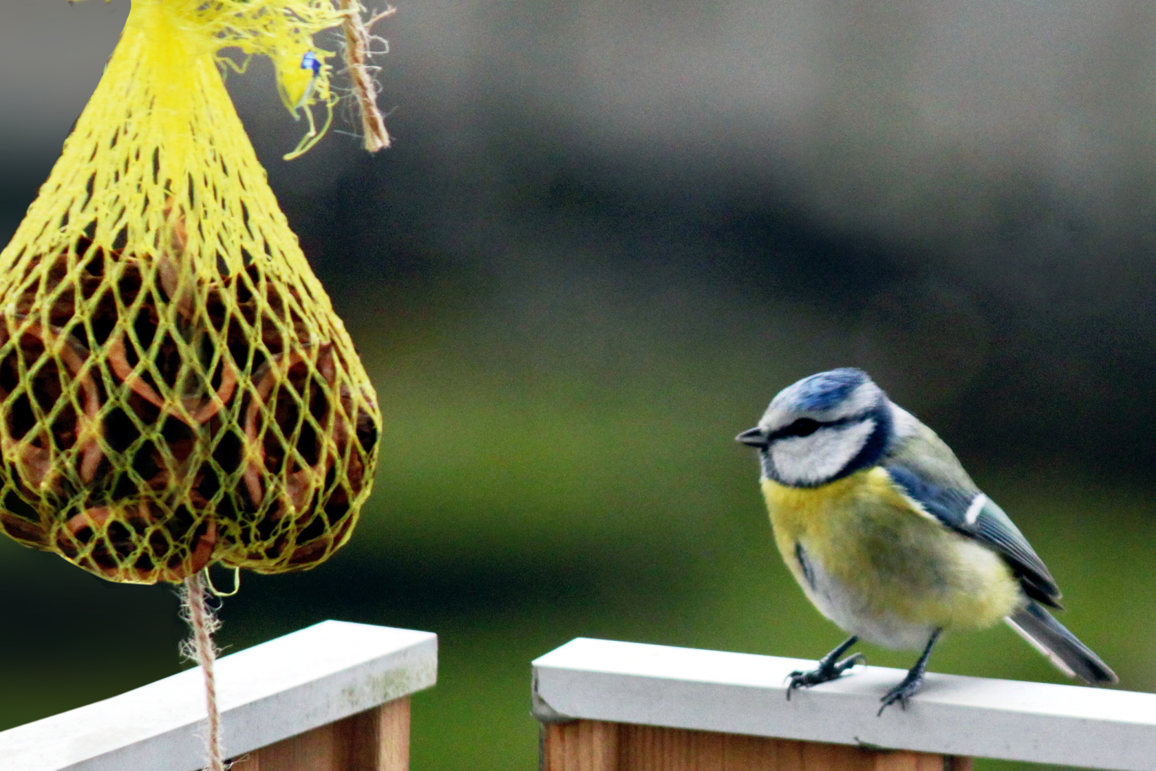 Nourrir sainement les oiseaux du jardin - Mon jardin d'idées
