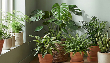 brennessel saatgut BIO Saatgut Grosse Brennnessel – Biogartenladen main image 0