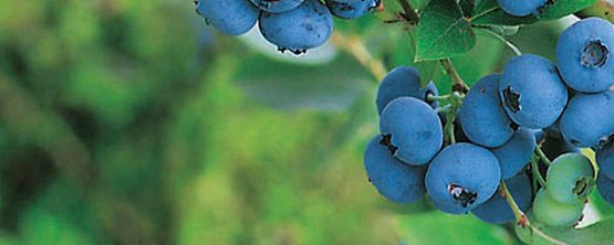 Heidelbeeren für Garten und Balkon mit JUMBO