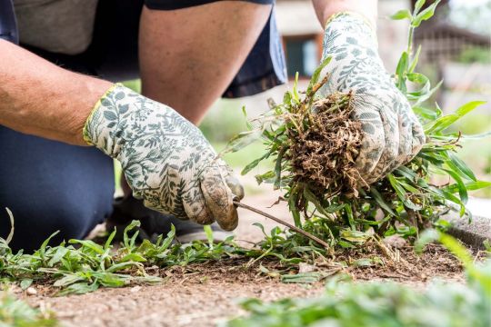 Wildblumenwiese anlegen: Mehr Leben im Garten | JUMBO