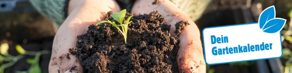 Gartenkalender März - diese Arbeiten stehen an