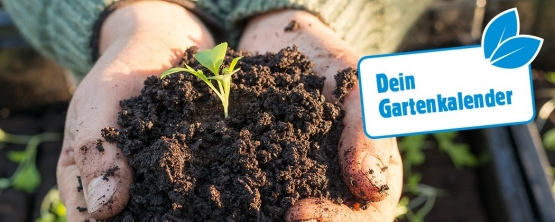 Gartenkalender März - diese Arbeiten stehen an