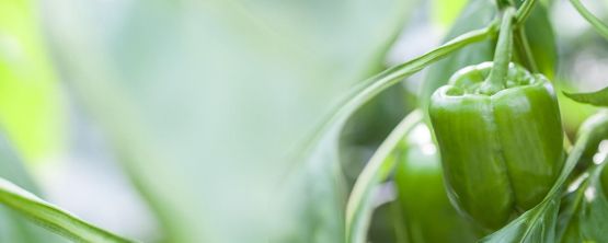 Peperoni aus dem eigenen Garten mit JUMBO