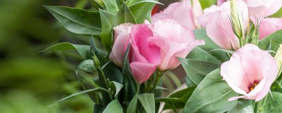 Eustoma richtig pflegen mit JUMBO