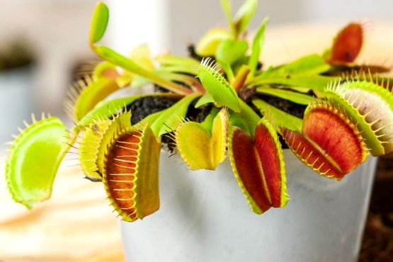 Venusfliegenfalle richtig pflegen mit JUMBO