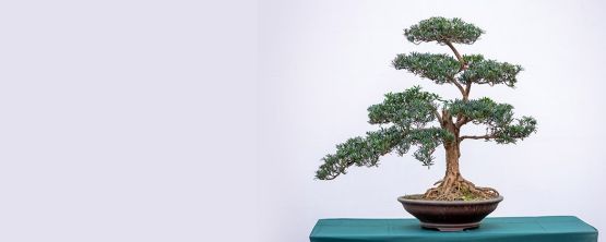 wann bonsai drahten Set zum Bonsai Drahten