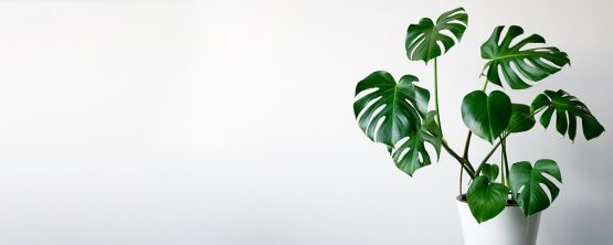 monstera mit kaffee düngen Zimmerpflanzen Dünger, Monstera Dünger, 6 Monate Depotwirkung – PlantMe