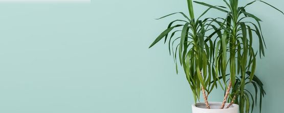 Yucca-Palme fr dein Zuhause bei JUMBO