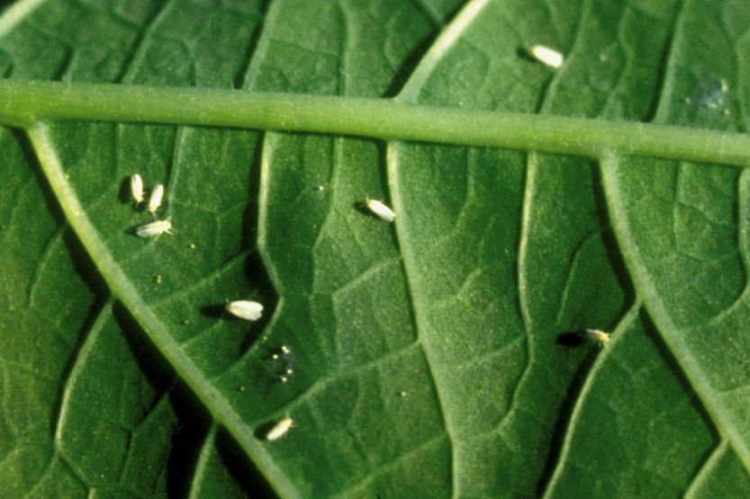 Weisse Fliegen/Mottenschildläuse