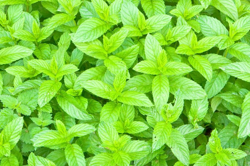 Englische Minze | JUMBO