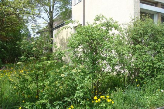 BirdLife für vogelfreundliche Gärten und Balkone