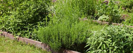Conseils pour faire pousser vos fines herbes à la maison!