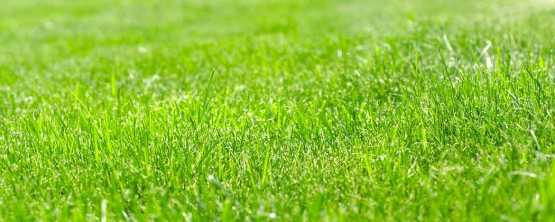 Gazon : les 5 étapes pour refaire sa pelouse