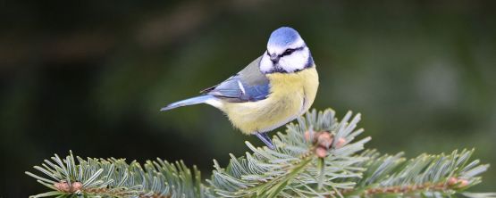 Nourrir les oiseaux toute l'année avec JUMBO