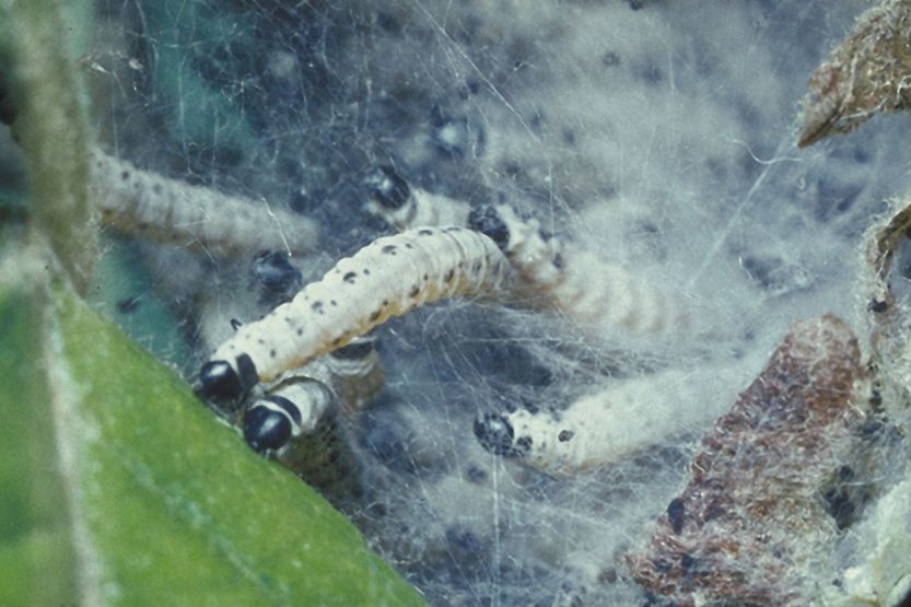 Tignola Rigata Tignola