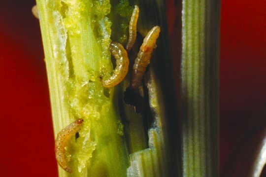 Tignola Rigata Tignola della cipolla