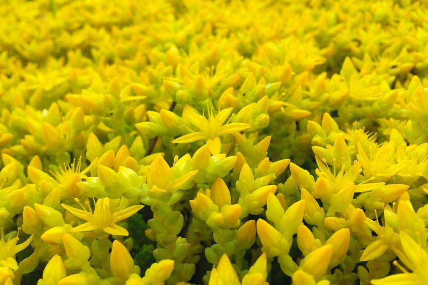 Erba pignola | JUMBO