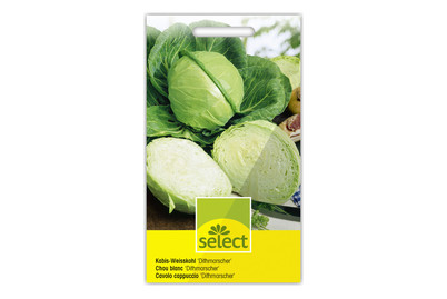 Image of Kabis-Weisskohl Dithmarscher bei JUMBO