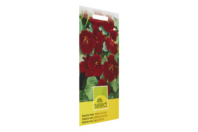 Image of Tropaeolum Kaiserin von Indien bei JUMBO