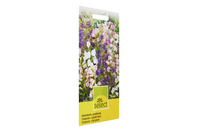 Image of Glockenblumen grossblumig bei JUMBO