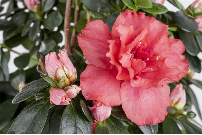 Image of Indische Azalee, Topfgrösse Ø15cm (Rhododendron simsii) bei JUMBO