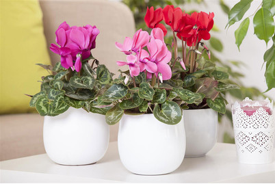 Image of Zimmer-Alpenveilchen, Topfgrösse Ø10cm (Cyclamen persicum, kleinblütig) bei JUMBO