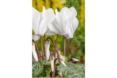 Image of Zimmer-Alpenveilchen, Topfgrösse Ø13cm (Cyclamen persicum, grossblütig) bei JUMBO