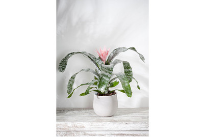 Image of Lanzenrosette, Topfgrösse Ø15cm (Aechmea) bei JUMBO