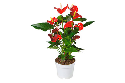 Image of Flamingoblume, Topfgrösse Ø17cm (Anthurium x andreanum, rot) bei JUMBO