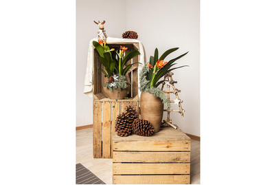 Image of Zimmer-Clivie, Topfgrösse Ø13cm (Clivia miniata) bei JUMBO