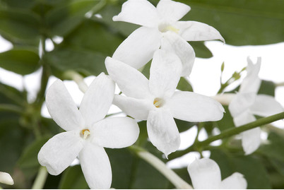 Image of Zimmer-Jasmin, Topfgrösse Ø11cm (Jasminum polyanthum) bei JUMBO