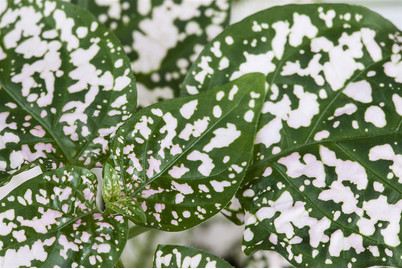 Image of Hypoestes, Topfgrösse Ø9cm (Hypoestes) bei JUMBO