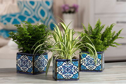 Image of Grünlilie, Topfgrösse Ø12cm (Chlorophytum comosum) bei JUMBO